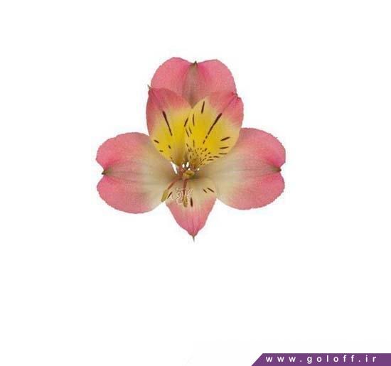 گلفروشی آنلاین - گل آلسترومریا اترنیتی – Alstroemeria | گل آف